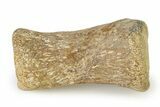 Fossil Plesiosaur Paddle Bone - Texas #322928-1